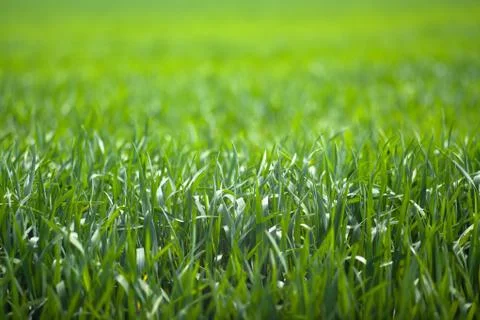 Green field Stock Photos