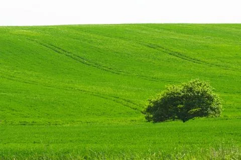 Green field Stock Photos