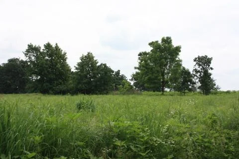 Green Field Stock Photos