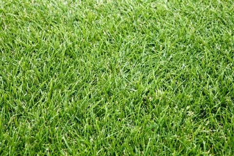 Green field Stock Photos