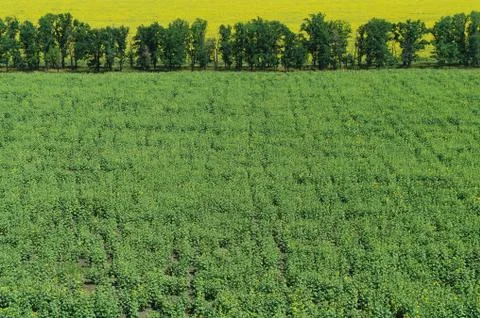 Green field . Stock Photos