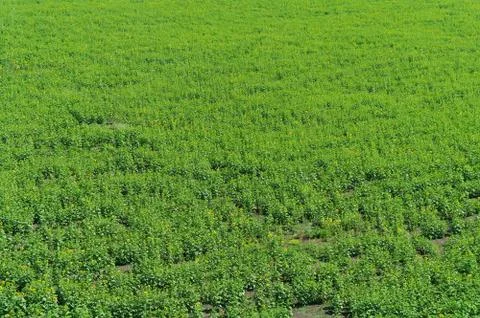 Green field . Stock Photos