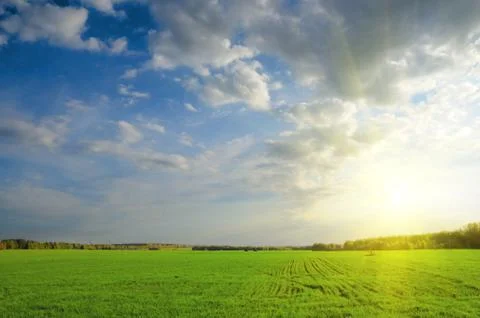 Green field Stock Photos