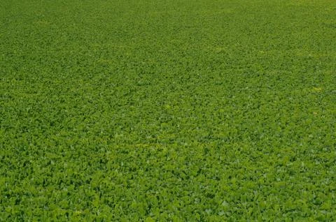 Green field Stock Photos