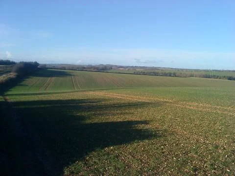 Green field Фото