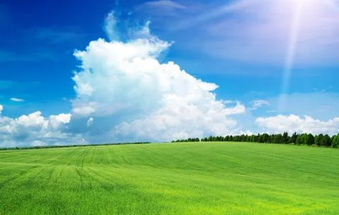 Green field Stock Photos