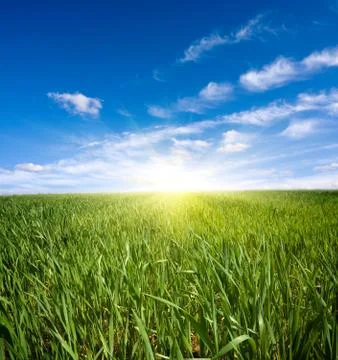 Green field 스톡 사진