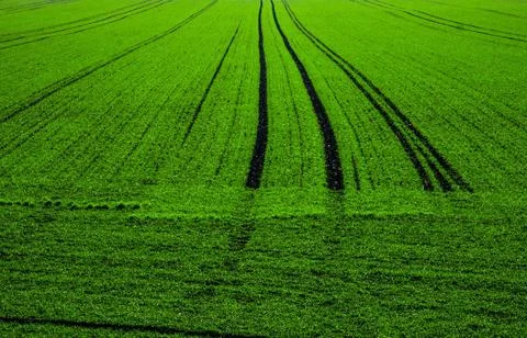 Green field Stock Photos