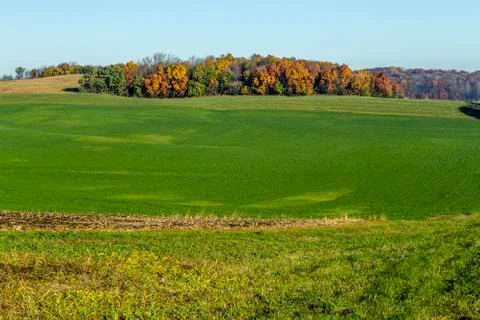 Green field Stock-Fotos