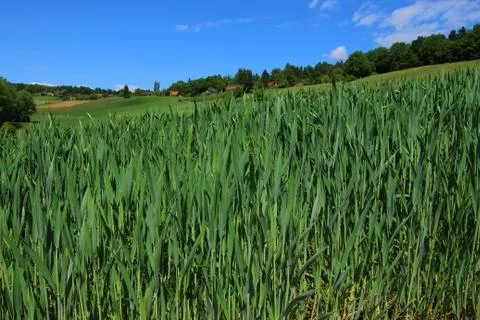 Green field Stock Photos