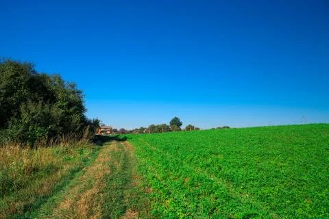 Green Field 스톡 사진