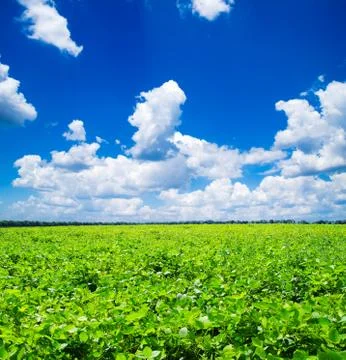 Green field Stock-Fotos