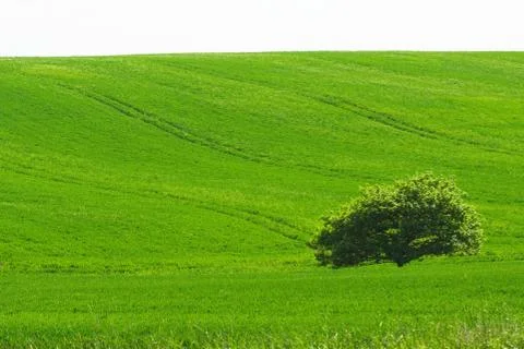 Green field Stock Photos