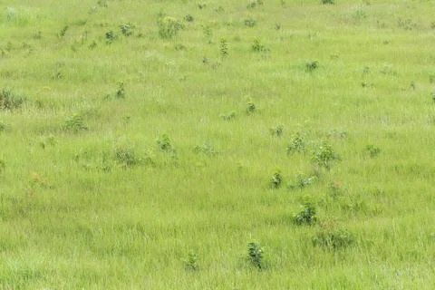 Green field Stock Photos
