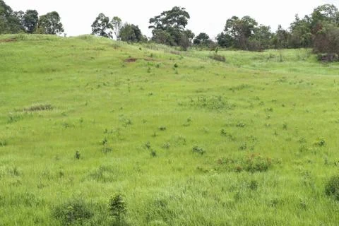 Green field Stock Photos