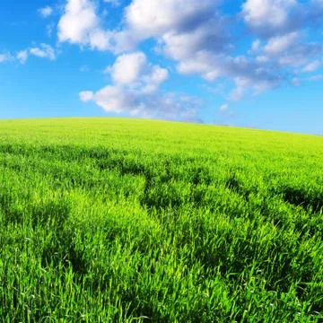 Green field Stock Photos
