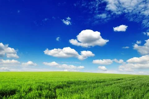 Green field Stock Photos