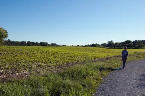Green field Stock Photos