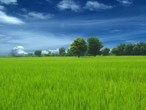 Green field Stock Photos