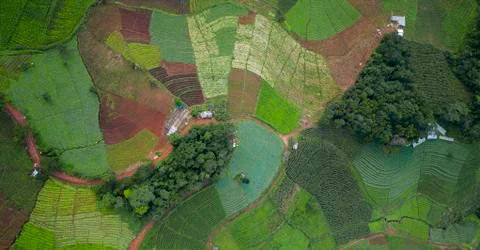 Green field Stock Photos