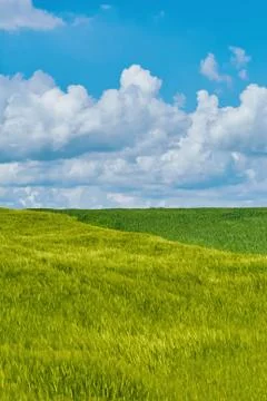 Green Field Stock Photos