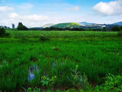 Green Field Stock Photos