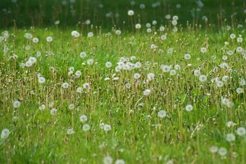  Green field Stock Photos