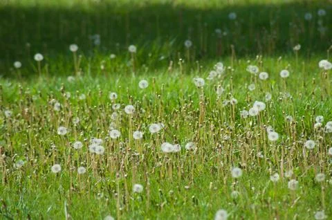  Green field Stock Photos