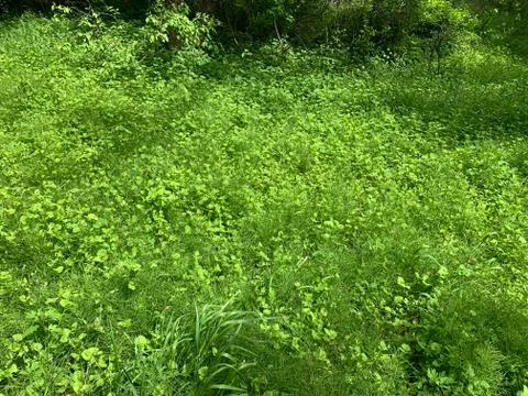 Green field Stock Photos