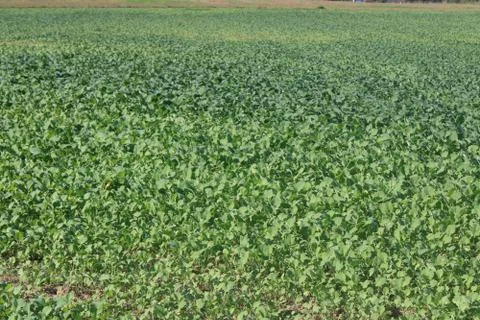Green field Stock Photos