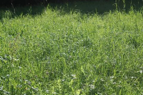 Green field Foto stock