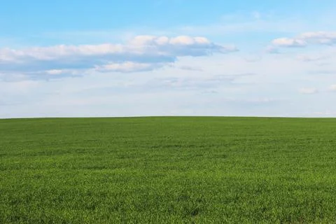 Green field Stock Photos