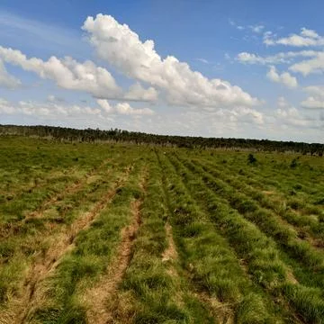 Green field Stock Photos