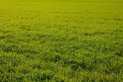 Green field. Stock Photos