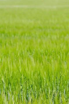 Green field Stock Photos