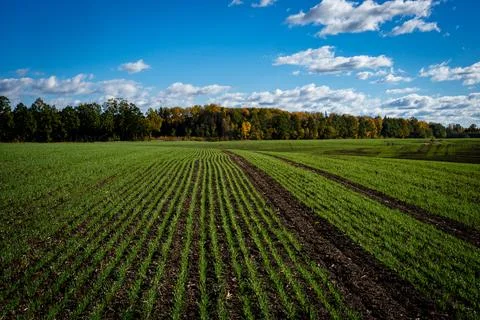 Green field Stock Photos