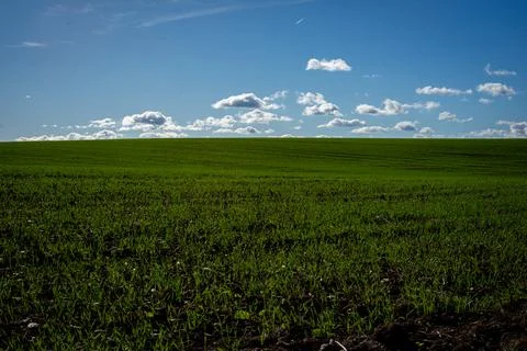 Green field Stock Photos