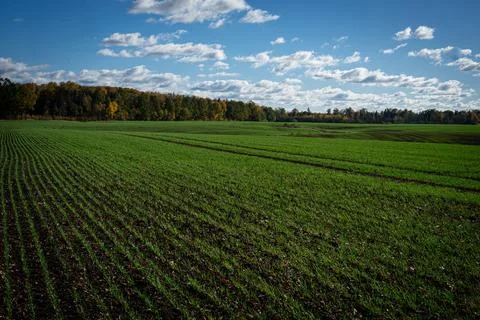 Green field Stock Photos