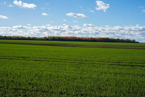 Green field Stock Photos