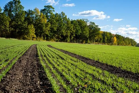 Green field Stock Photos