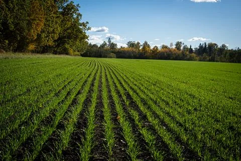 Green field Stock Photos