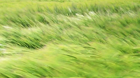 Green field plant moving on wind 1080p Stock Footage 39724893