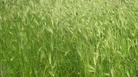 Green field plants in the wind Stock Footage 336382333