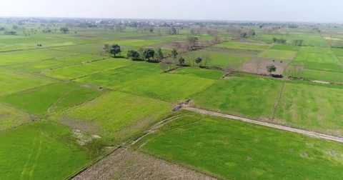 Green Field in Punjab Stock Footage 77315942