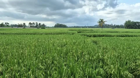 Green field with rice Stock Footage 303806647