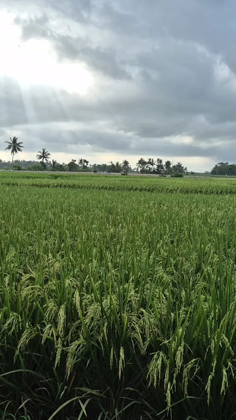 Green field with rice Stock Footage 303806720