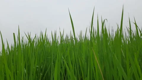 Green field of rice in India. Stock Footage 147018401