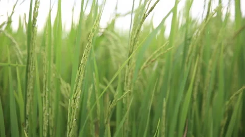 Green field with rice stalks swaying in the wind, hd video Stock Footage 53855053