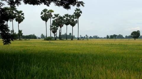 Green field with rice with the wind blowing Stock Footage 119730792