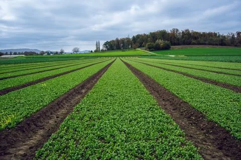 Green Field of Rows of Crops on a Cloudy Day in the Countryside Foto stock
